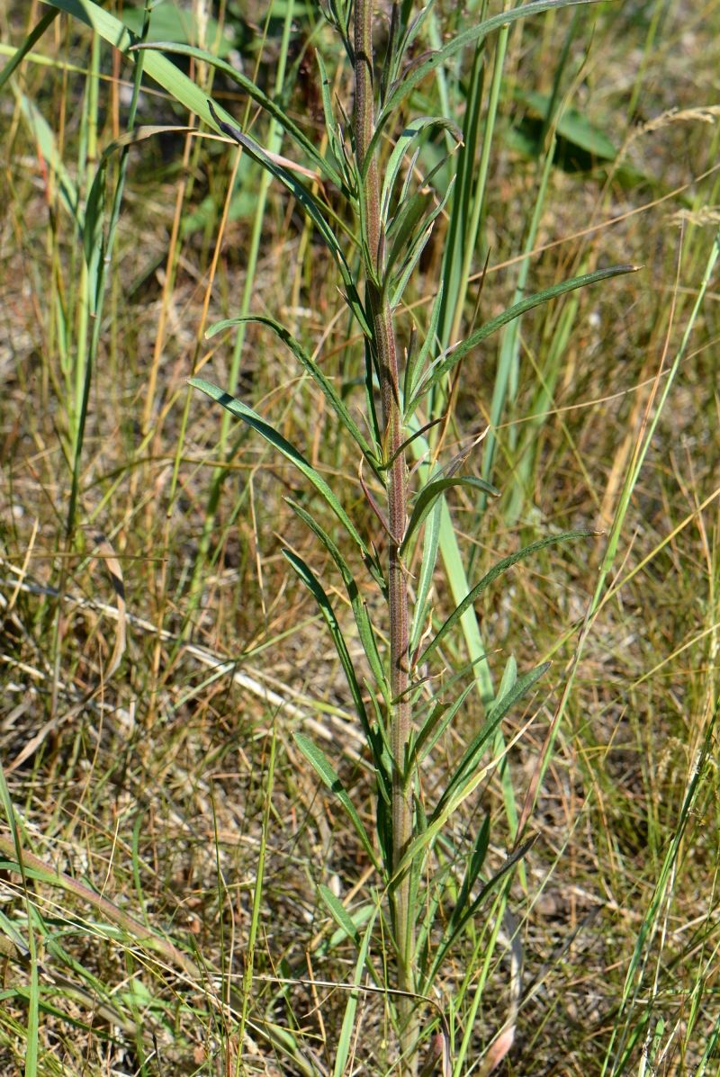 Image of Erysimum canescens specimen.