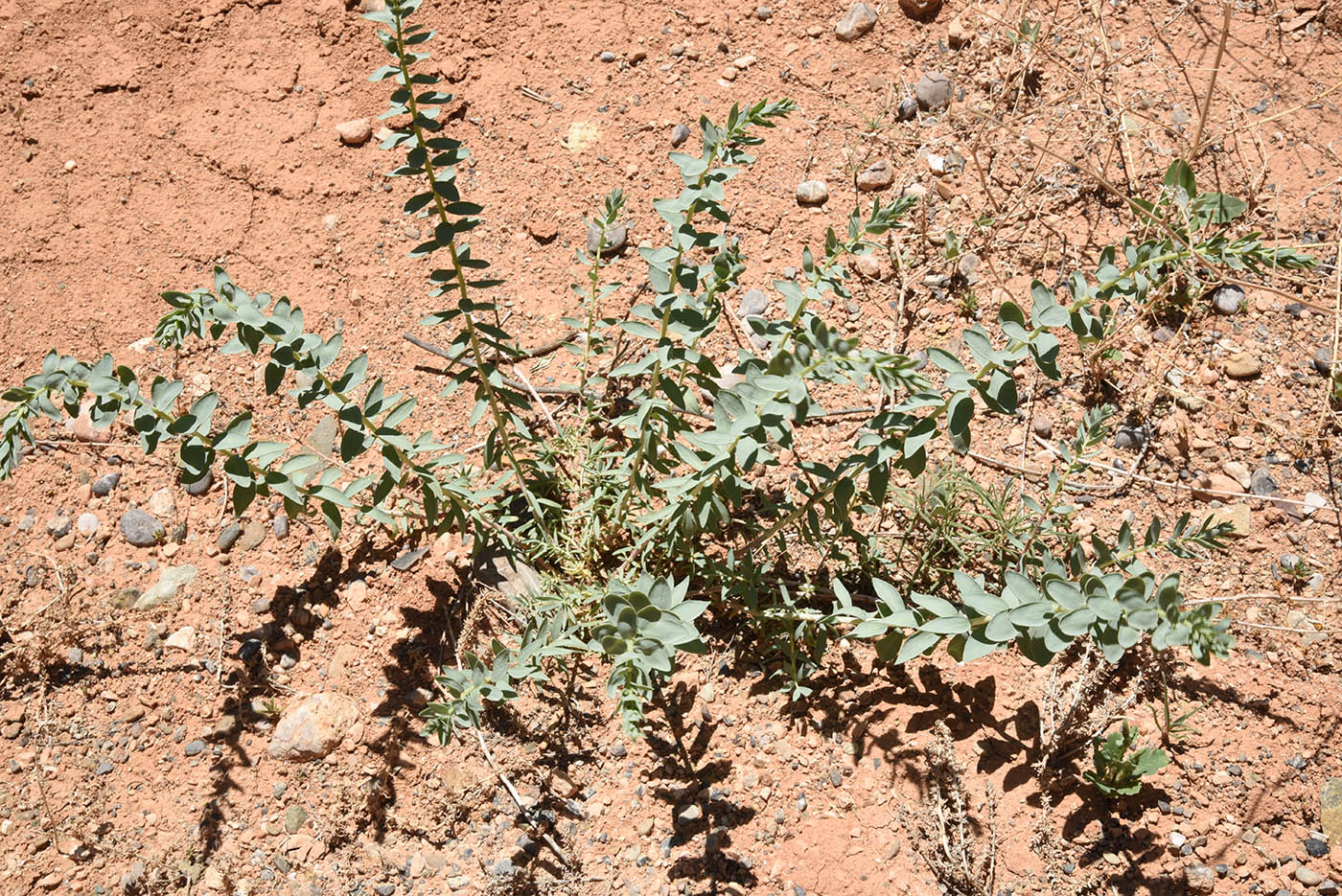 Image of Reaumuria turkestanica specimen.