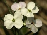 Clausia agideliensis. Соцветие. Башкирия, подножие г. Юрактау. 22.05.2007.