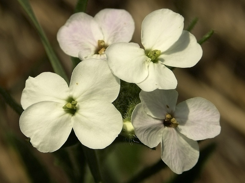 Изображение особи Clausia agideliensis.