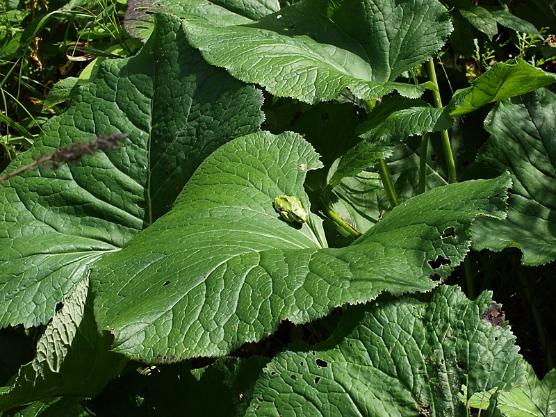 Изображение особи Ligularia jaluensis.