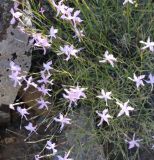 Dianthus orientalis