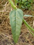 Atriplex micrantha. Часть побега. Украина, Запорожская обл., Гуляйпольский р-н, г. Гуляйполе, берег р. Гайчур, луговая степь. 21.08.2020.