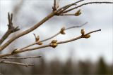 Viburnum opulus. Часть веточки с распускающимися почками. Ленинградская обл., Ломоносовский р-н, долина р. Шингарка, разнотравный луг на известняке. 18.04.2020.