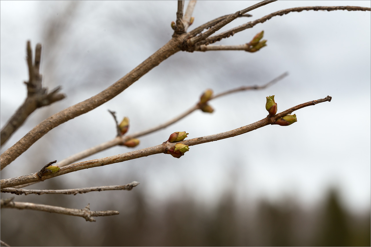 Image of Viburnum opulus specimen.