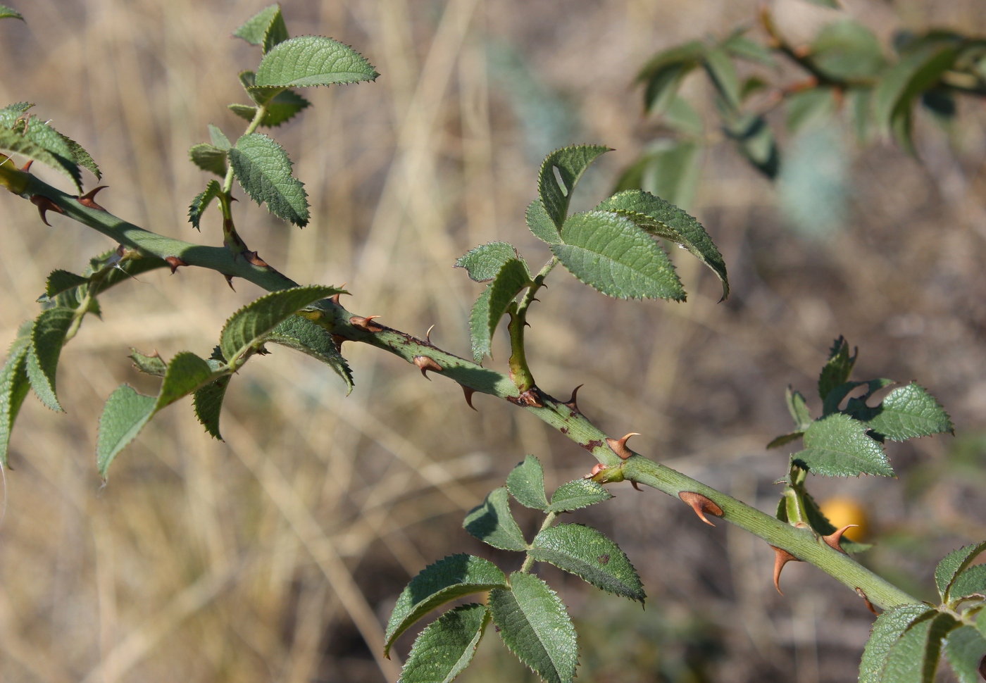 Изображение особи Rosa schmalhauseniana.