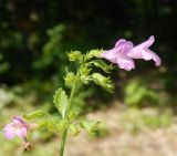 Drymosiphon grandiflorus