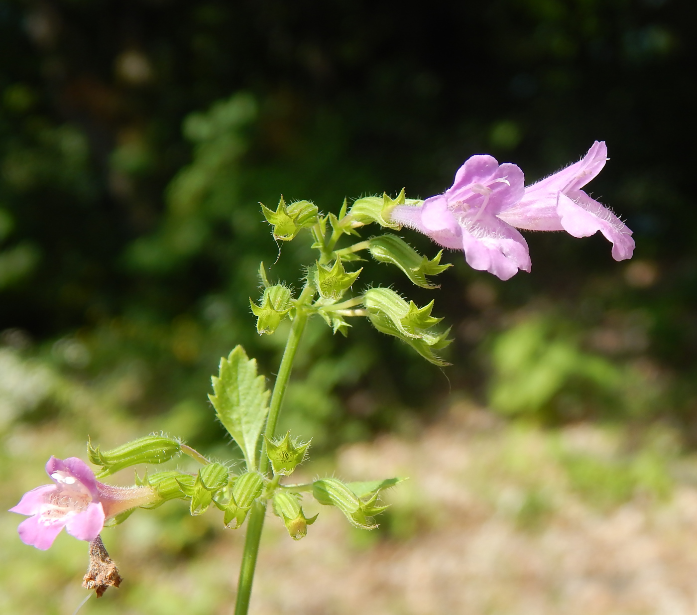 Image of Drymosiphon grandiflorus specimen.