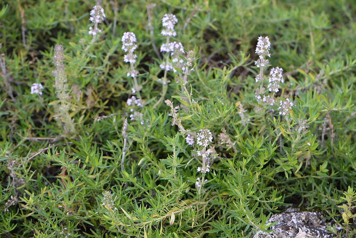 Изображение особи Thymus dzevanovskyi.