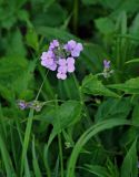 Hesperis matronalis