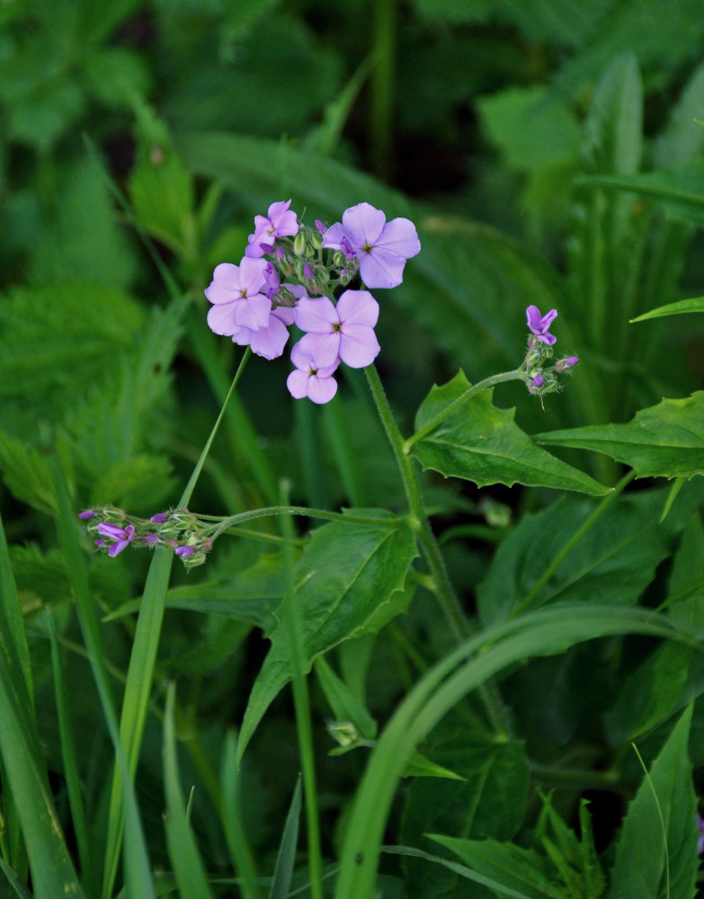 Image of Hesperis matronalis specimen.