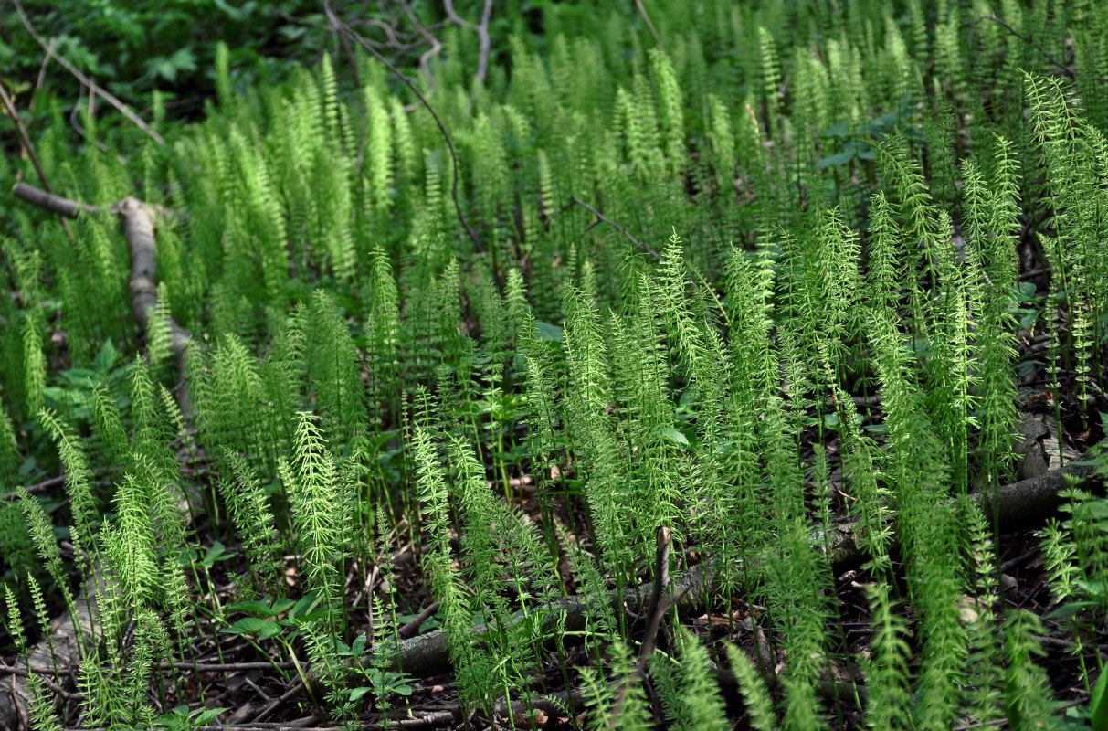 Изображение особи Equisetum pratense.