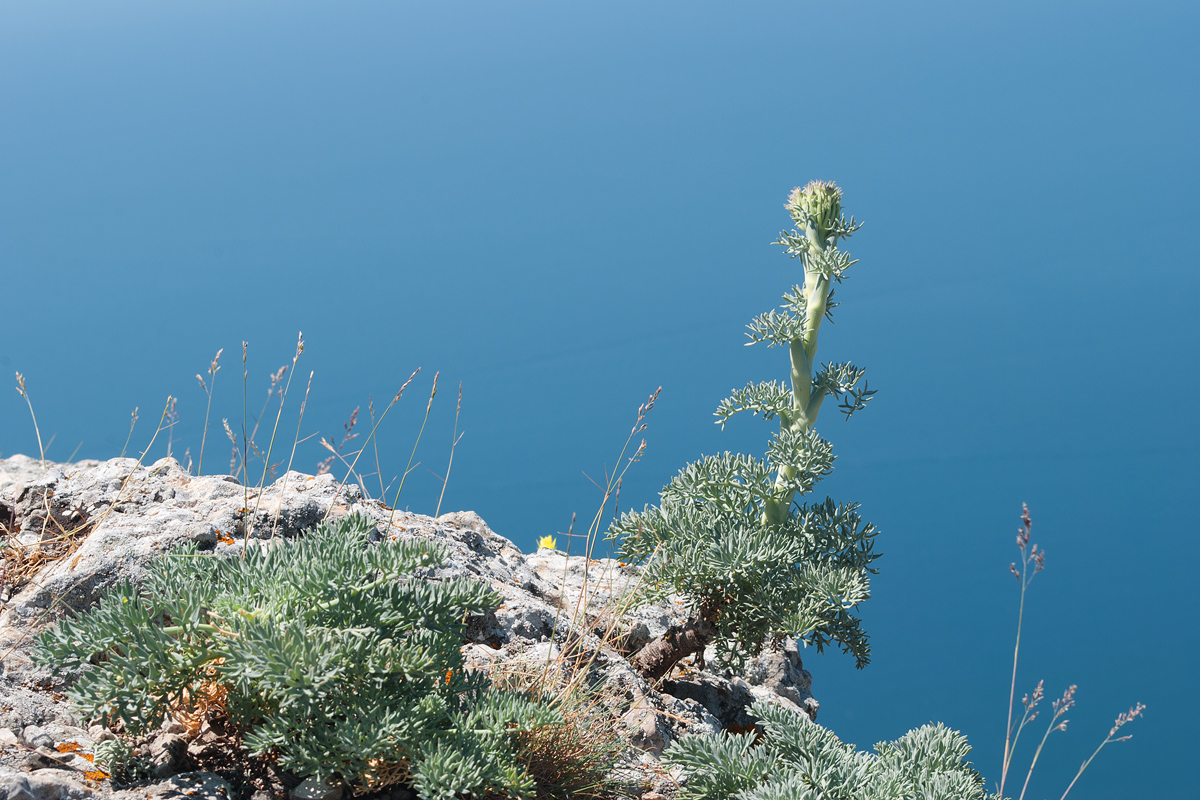 Image of Seseli gummiferum specimen.
