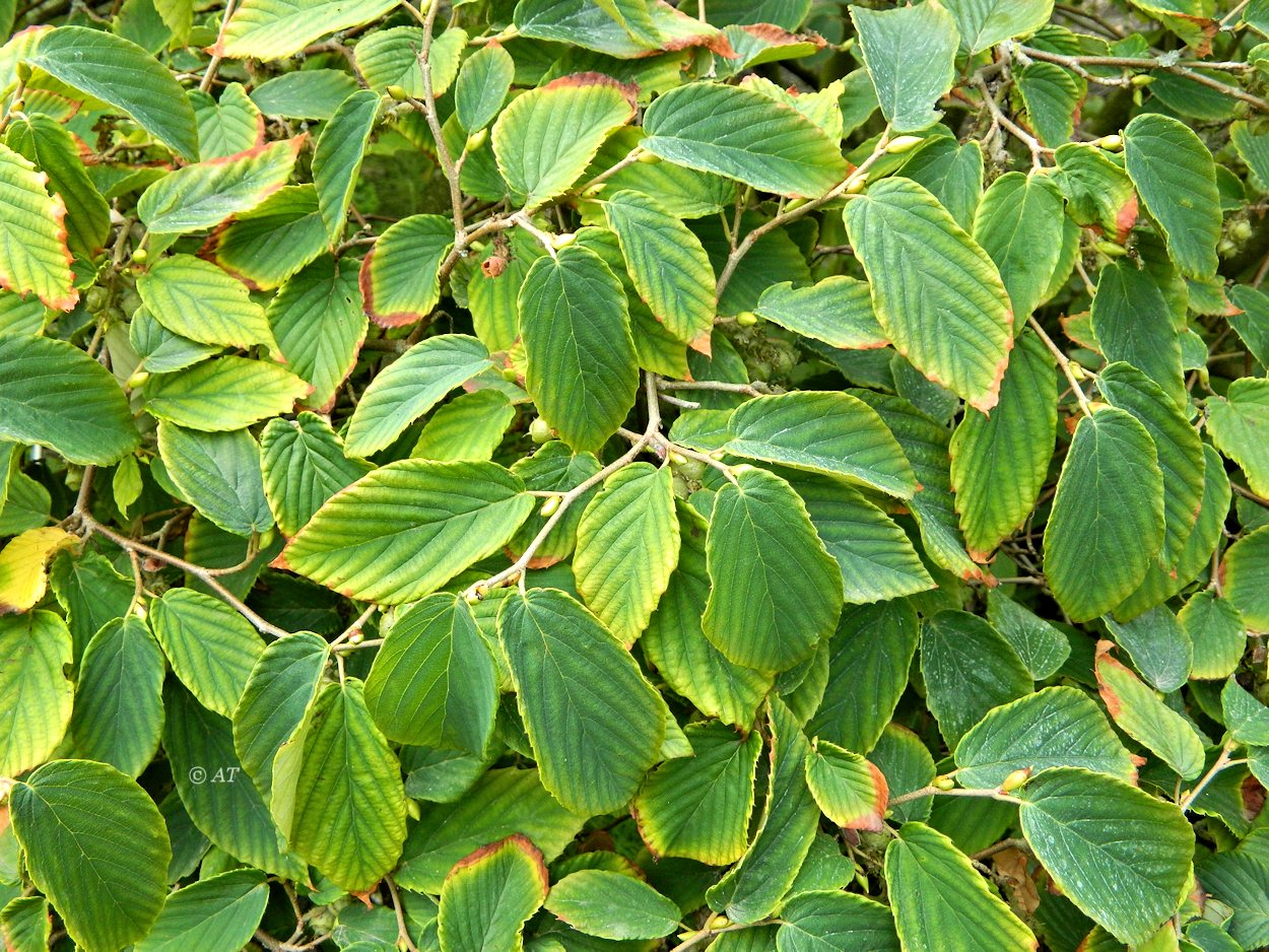 Image of Corylopsis sinensis specimen.