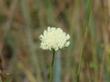 Scabiosa ochroleuca
