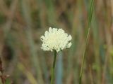 Scabiosa ochroleuca. Соцветие. Иркутская обл., Иркутский р-н, р. Иркут, о. Беляева, луг. 29.06.2020.