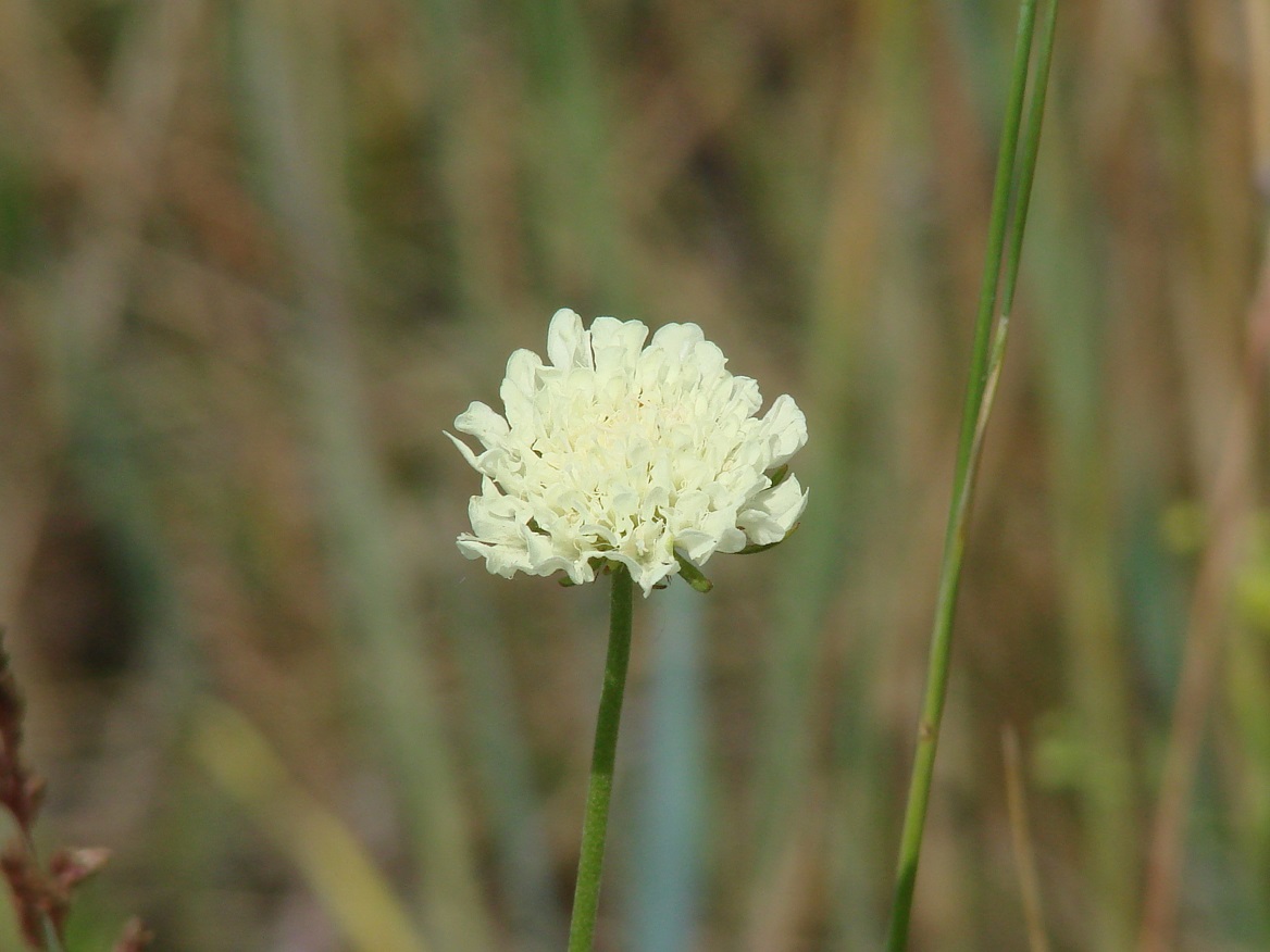 Изображение особи Scabiosa ochroleuca.
