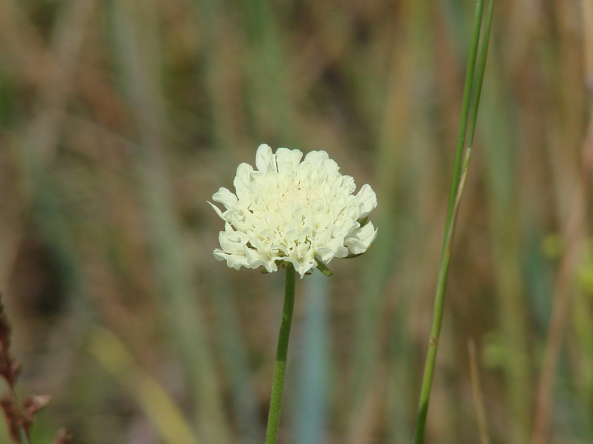 Изображение особи Scabiosa ochroleuca.