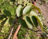 × Crataegosorbus miczurinii. Лист. Тверская обл., г. Тверь, Заволжский р-н, ул. Веселова, около частного дома. 12 сентября 2020 г.