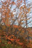 Sorbus aucuparia ssp. glabrata