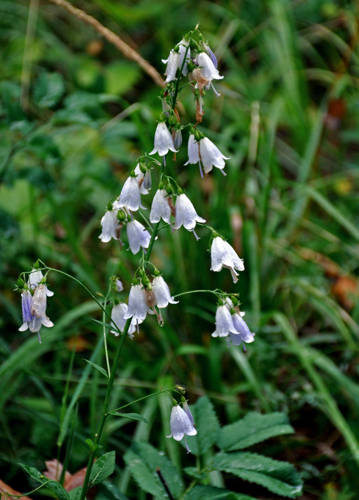 Изображение особи Adenophora liliifolia.