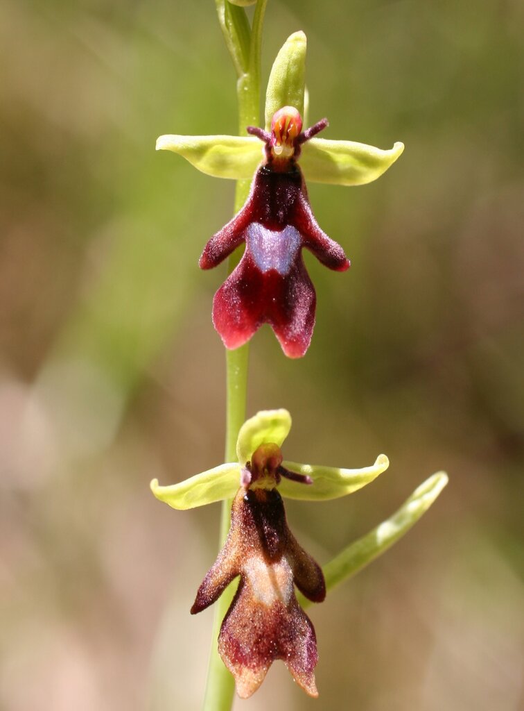 Изображение особи Ophrys insectifera.