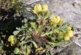 Potentilla crantzii