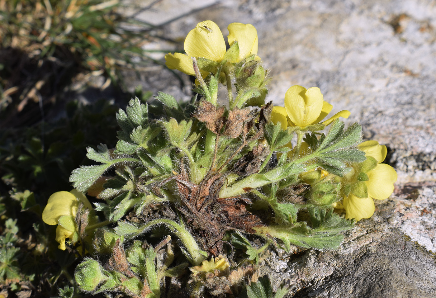 Изображение особи Potentilla crantzii.