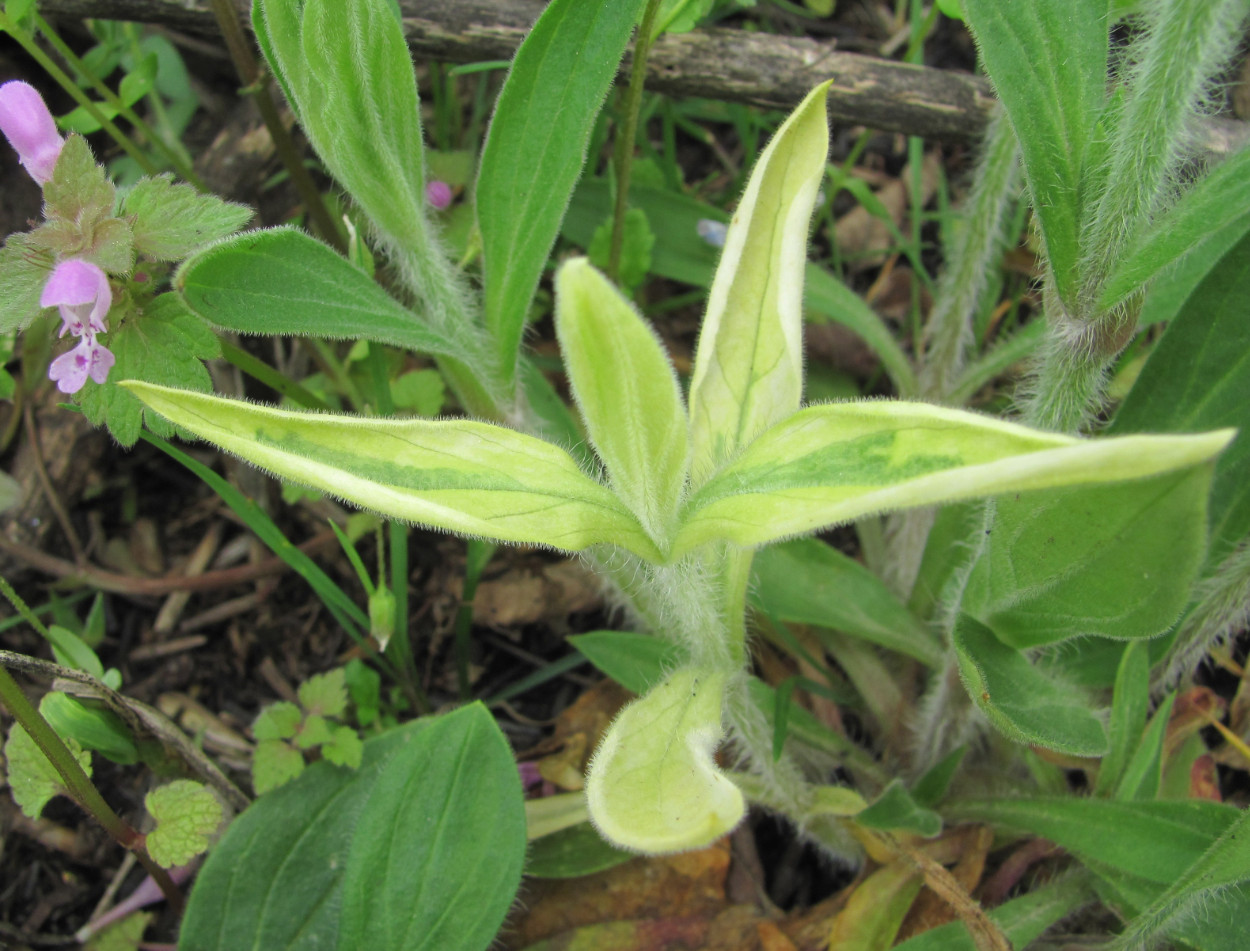 Image of Melandrium album specimen.