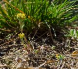 Alyssum turkestanicum var. desertorum