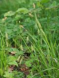 Carex arnellii