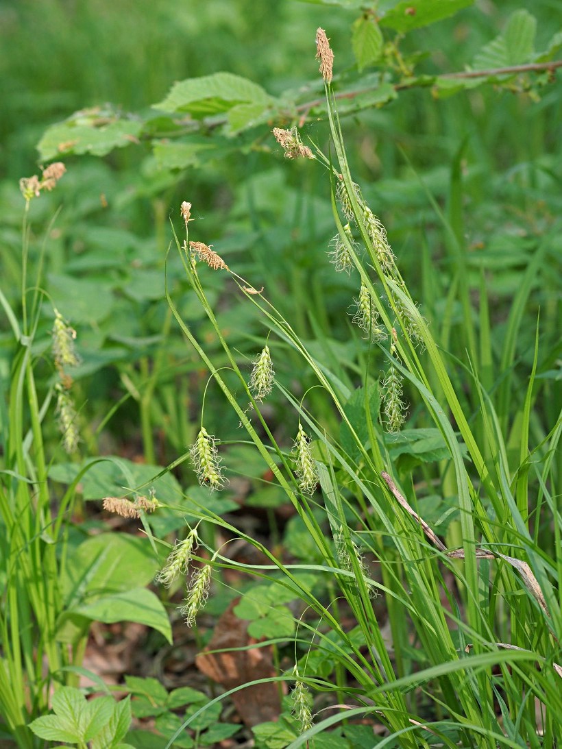 Image of Carex arnellii specimen.