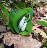 Polygonatum glaberrimum