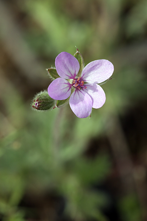 Изображение особи Erodium cicutarium.