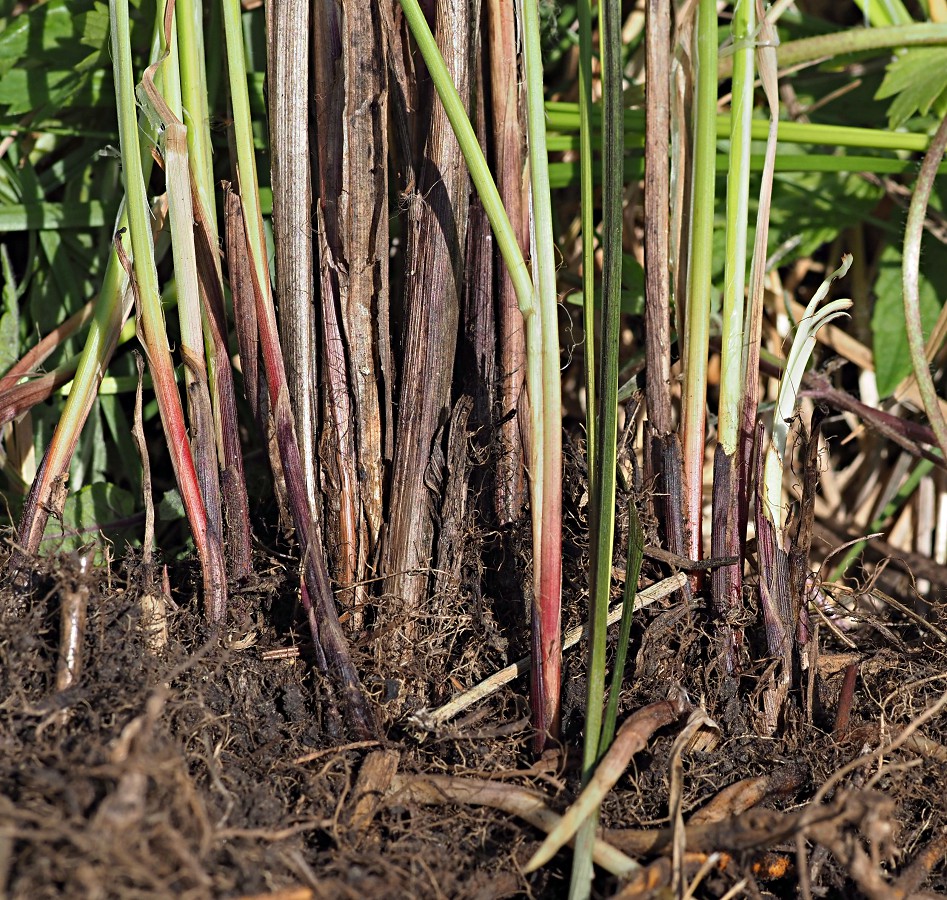 Изображение особи Carex melanostachya.