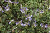 Scutellaria alpina