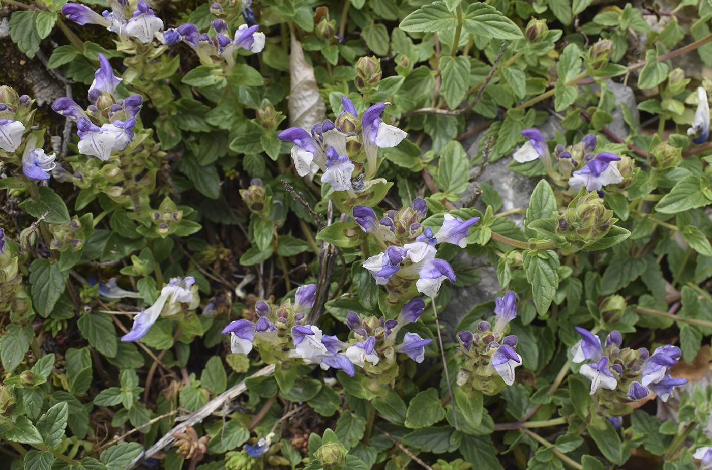 Изображение особи Scutellaria alpina.