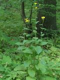 Crepis sibirica