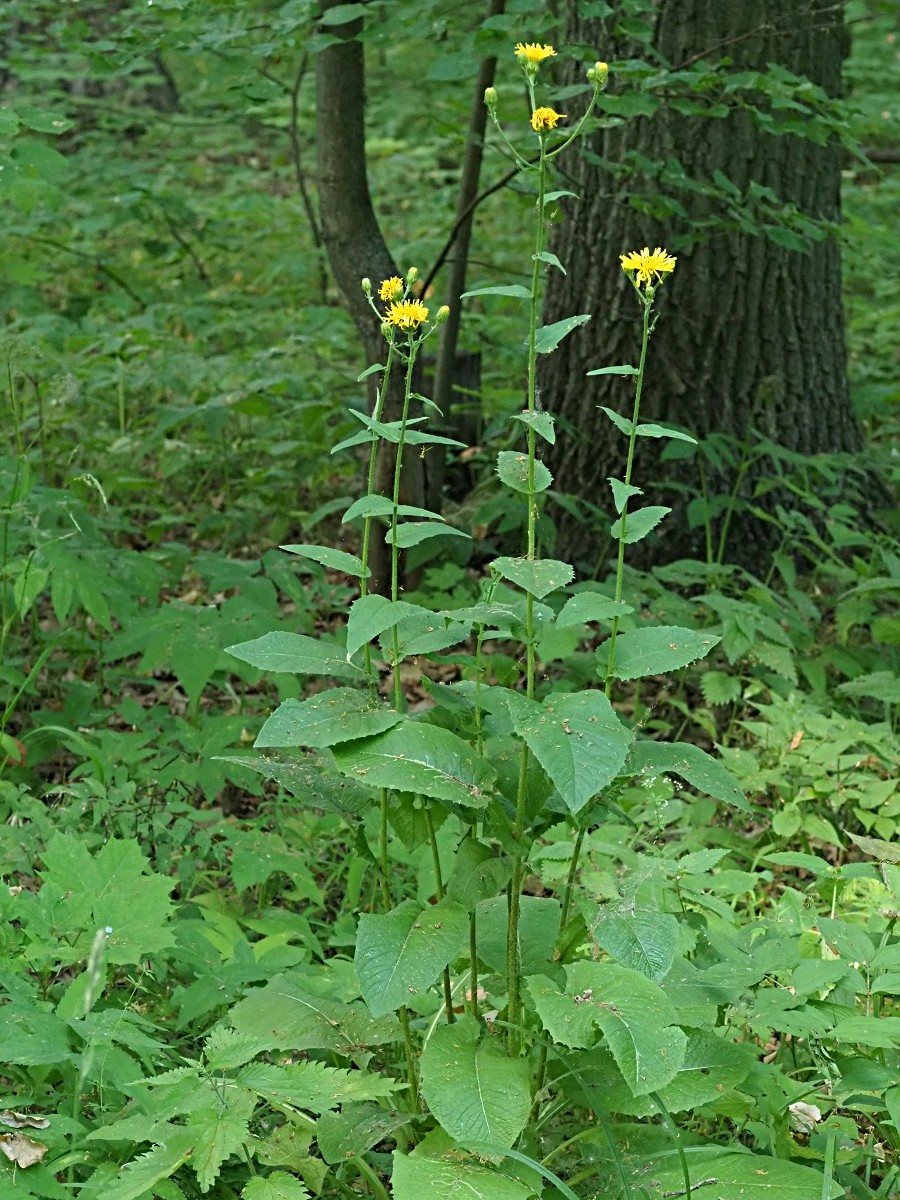 Image of Crepis sibirica specimen.