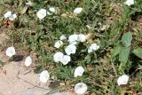 Convolvulus arvensis. Цветущее растение. Казахстан, г. Актау, на газоне. 22 июня 2021 г.