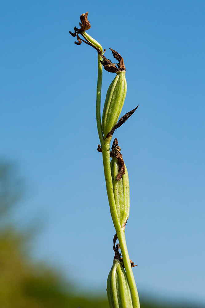 Image of Ophrys apifera specimen.