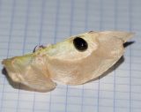 Image of taxon representative. Author is Татьяна Мальчинская