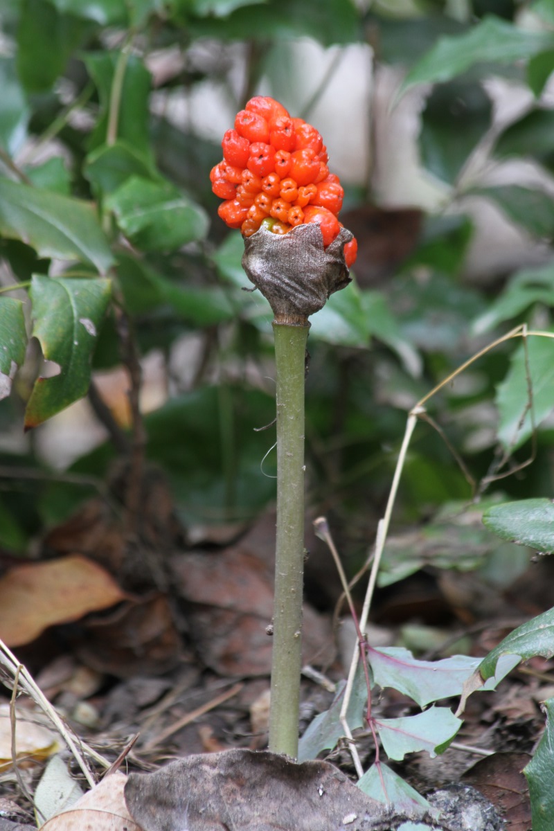 Image of Arum elongatum specimen.