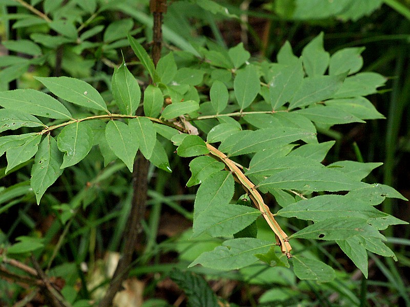 Image of Euonymus sacrosanctus specimen.