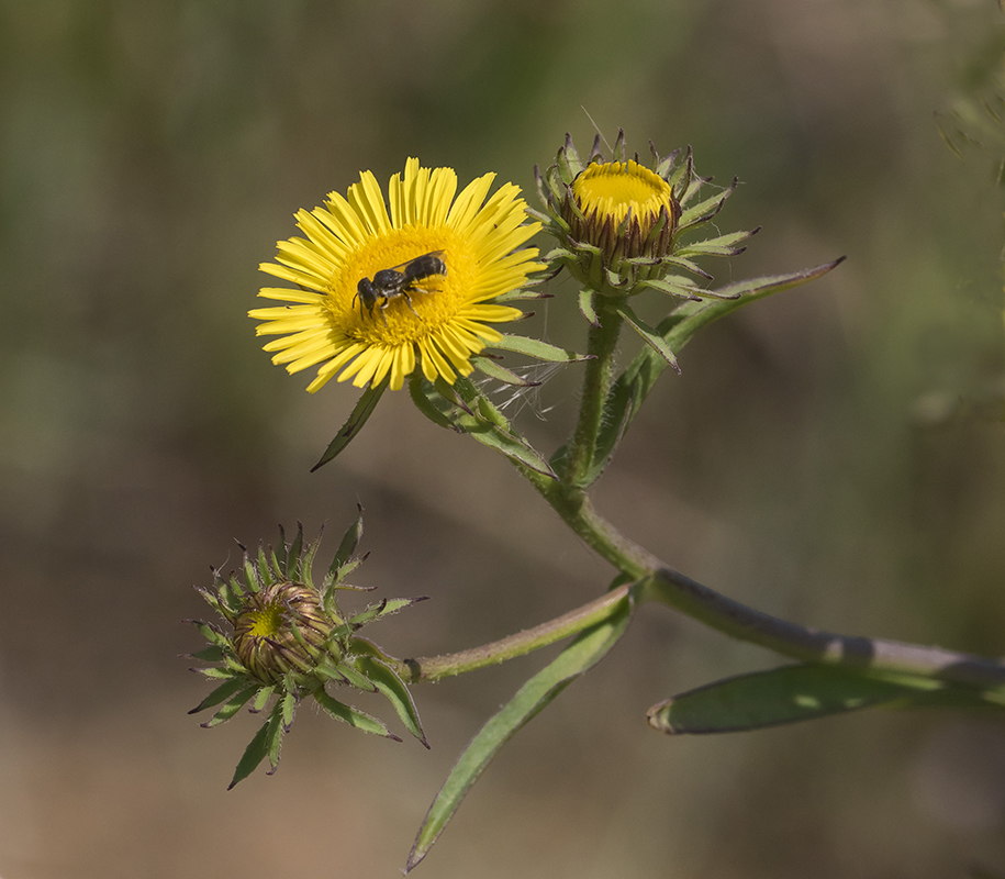 Изображение особи Inula caspica.