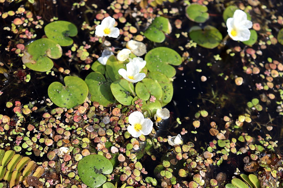 Изображение особи Hydrocharis morsus-ranae.