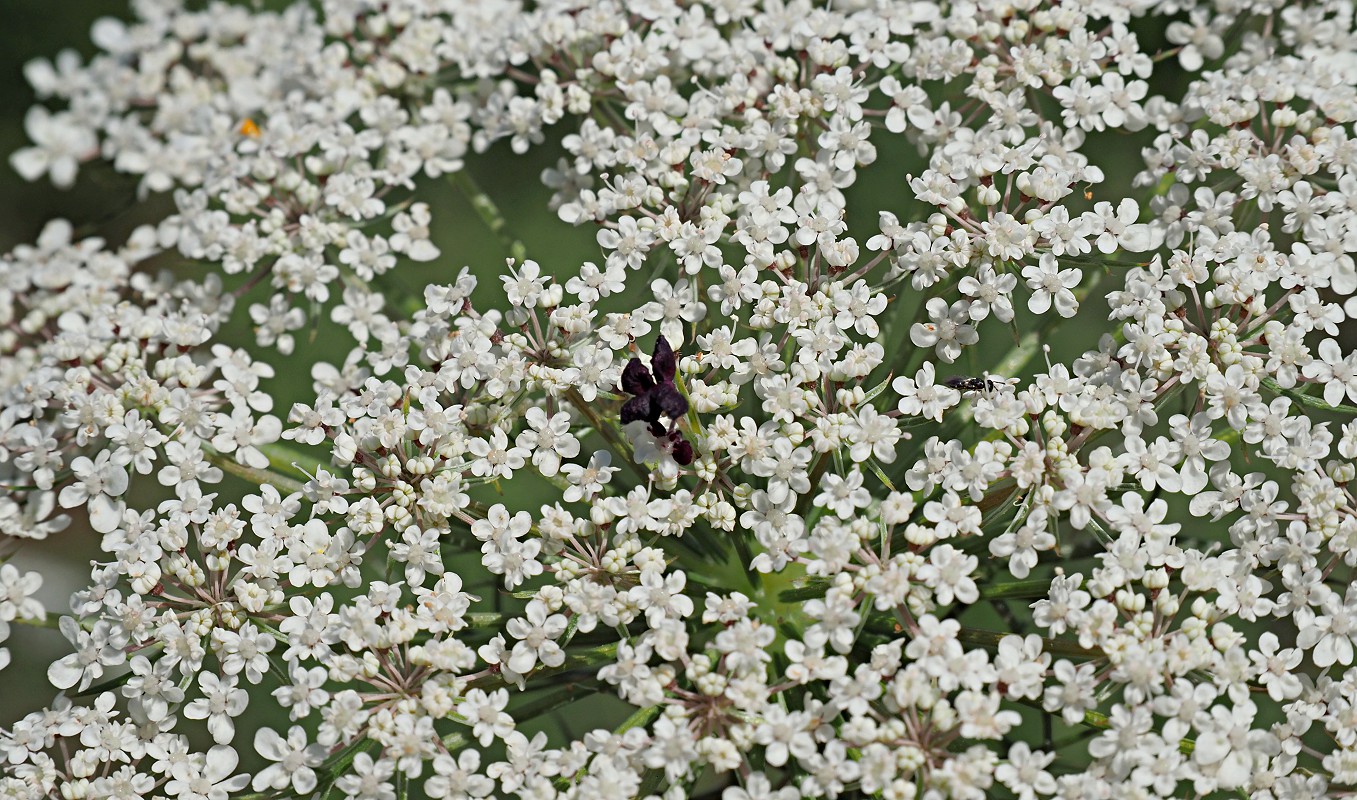 Изображение особи Daucus carota.