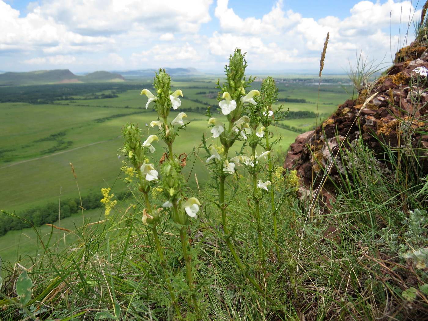 Изображение особи Pedicularis myriophylla.