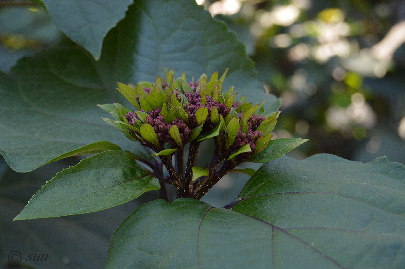 Изображение особи Clerodendrum bungei.