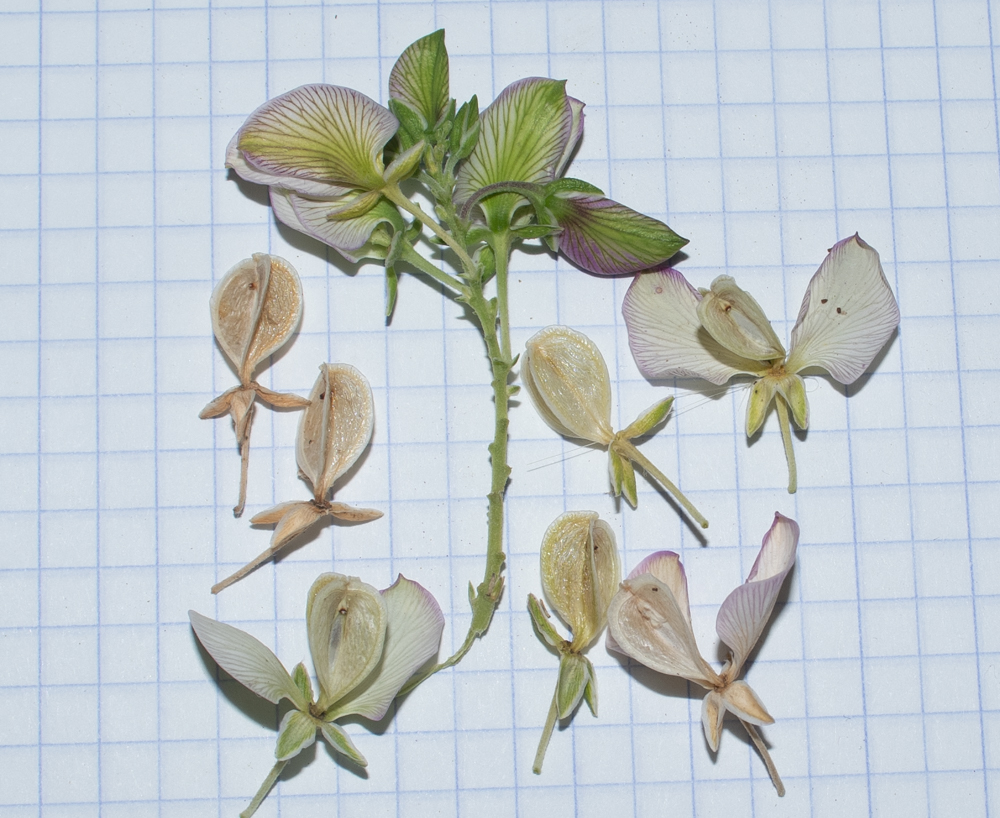 Image of Polygala myrtifolia specimen.